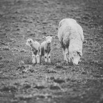 Sheep on the farm during the day time.