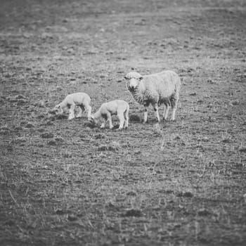 Sheep on the farm during the day time.