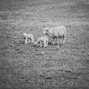 Sheep on the farm during the day time.