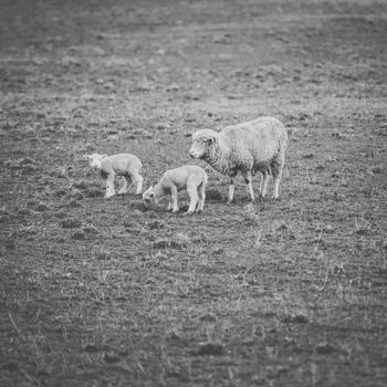 Sheep on the farm during the day time.