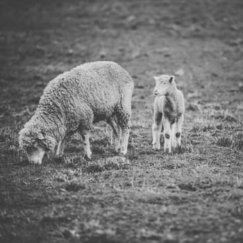 Sheep on the farm during the day time.