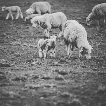 Sheep on the farm during the day time.