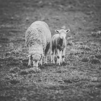 Sheep on the farm during the day time.