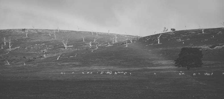 Sheep on the farm during the day time.