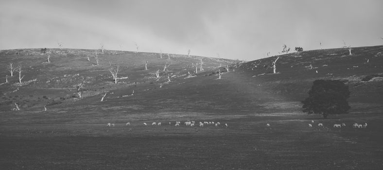 Sheep on the farm during the day time.