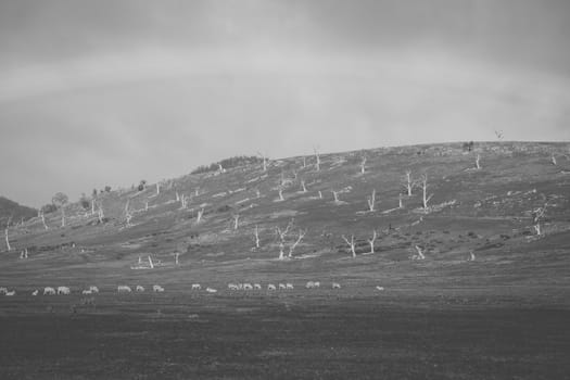 Sheep on the farm during the day time.