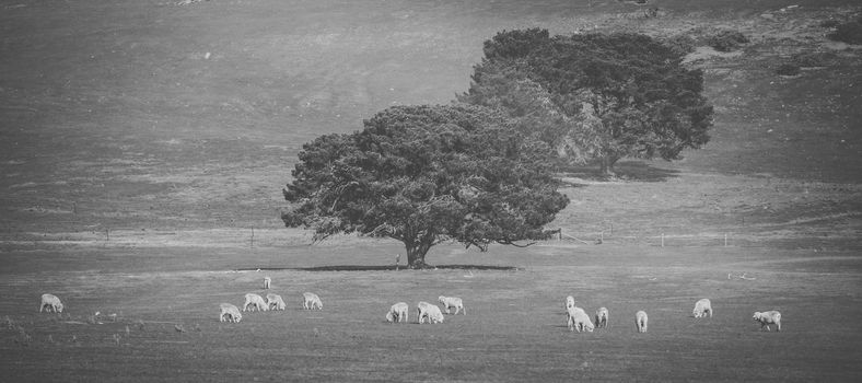 Sheep on the farm during the day time.