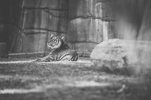 Large Bengal Tiger by itself outdoors during the day time.