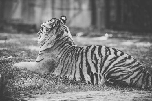 Large Bengal Tiger by itself outdoors during the day time.