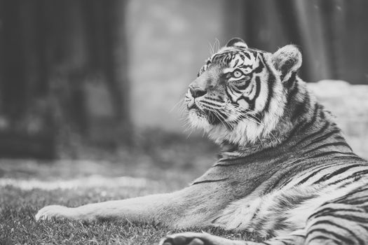 Large Bengal Tiger by itself outdoors during the day time.