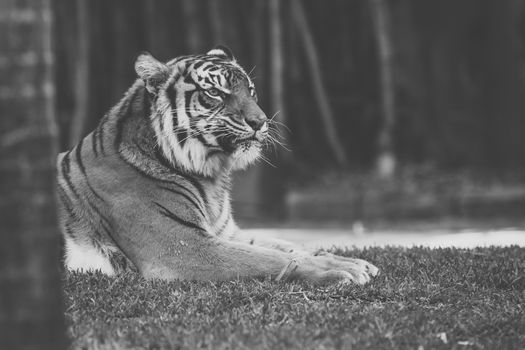 Large Bengal Tiger by itself outdoors during the day time.