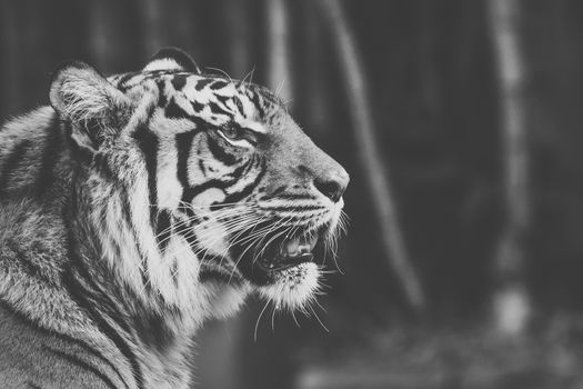 Large Bengal Tiger by itself outdoors during the day time.