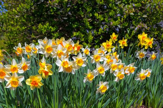 Daffodil Flowers blooming in the garden during spring season