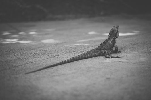 Water Dragon outside during the day time.