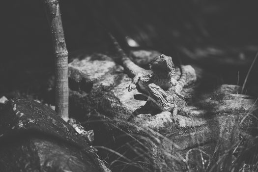 Water Dragon outside during the day time.