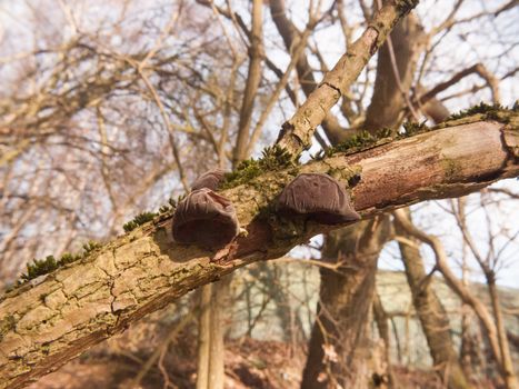 close up of growing hanging jelly jew ears tree elder - Auricularia auricula-judae (Bull.) Wettst. - Jelly Ear Fungus; essex; england; uk