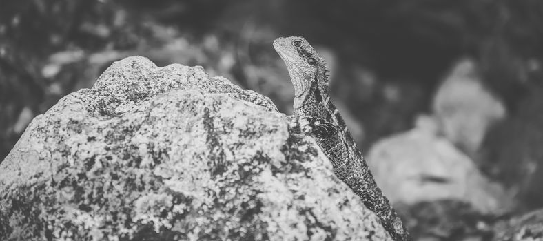 Water Dragon outside during the day time.