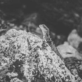 Water Dragon outside during the day time.