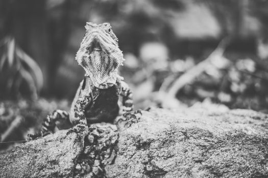 Water Dragon outside during the day time.