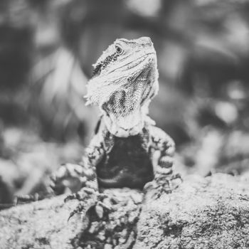 Water Dragon outside during the day time.