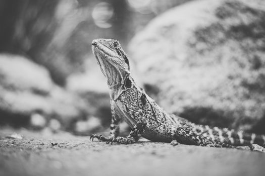 Water Dragon outside during the day time.