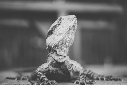 Water Dragon outside during the day time.