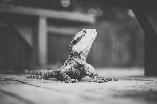 Water Dragon outside during the day time.