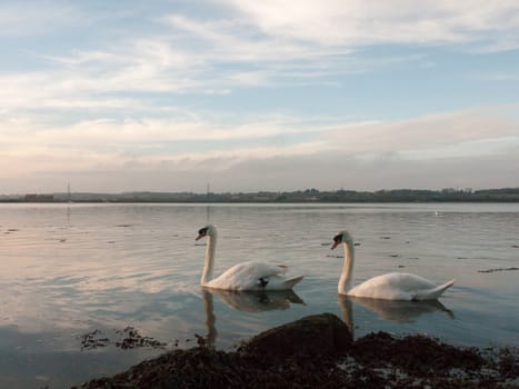 coastal water ocean scene with white mute swans family day sky; essex; england; uk