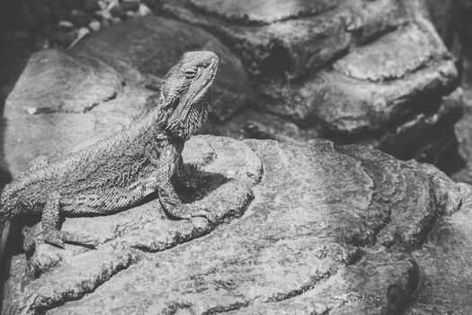 Water Dragon outside during the day time.