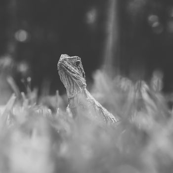 Water Dragon outside during the day time.