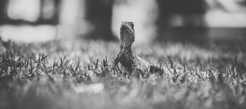 Water Dragon outside during the day time.