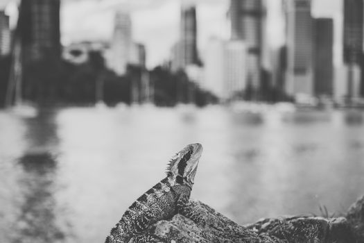 Water Dragon outside during the day time.