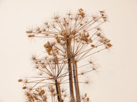 dead plant tree stem on white background shadow ornament pretty; essex; england; uk