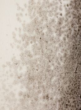 close up texture of mould fungus black spotted growing on wall white; essex; england; uk