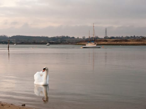 single white mute swan coast bay dock swimming; essex; england; uk