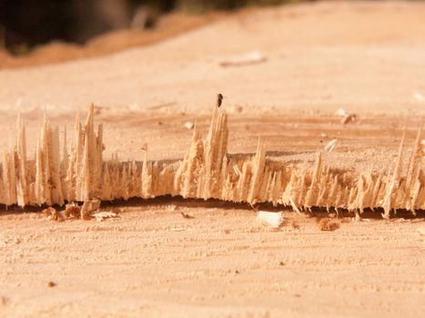 close up split cut section of wood tree stump macro detail sharp; essex; england; uk