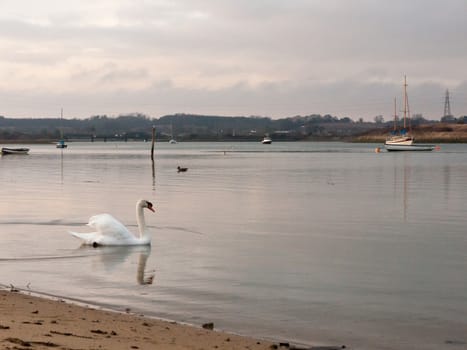 single white mute swan coast bay dock swimming; essex; england; uk