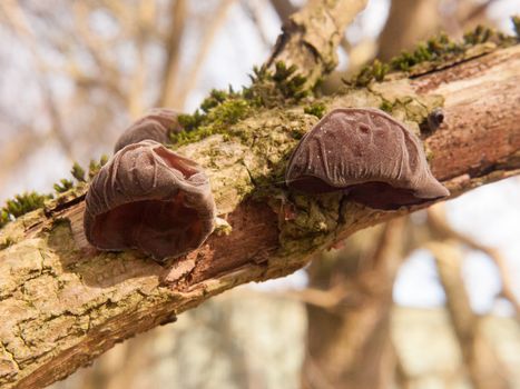 close up of growing hanging jelly jew ears tree elder - Auricularia auricula-judae (Bull.) Wettst. - Jelly Ear Fungus; essex; england; uk