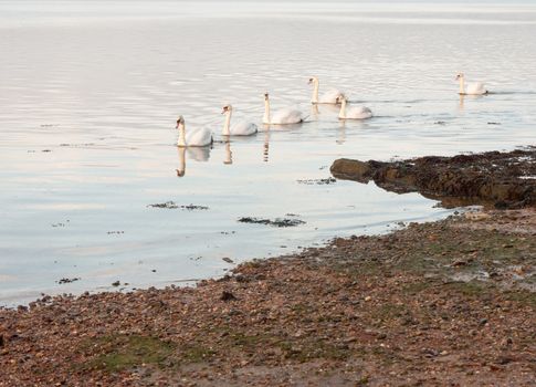 coastal water ocean scene with white mute swans family day sky; essex; england; uk