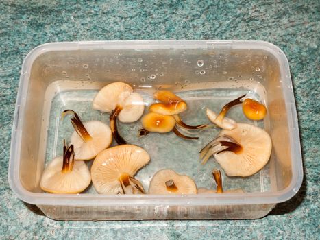 foraged mushrooms velvet shank counter top washed fungi; essex; england; uk