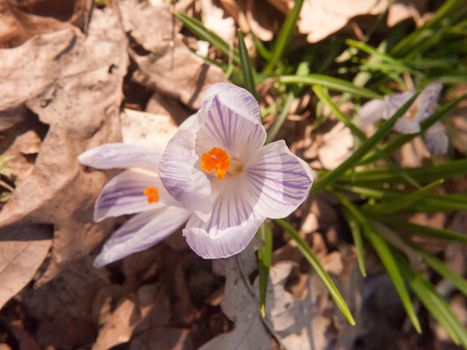 purple and orange crocus flower on floor ; essex; england; uk