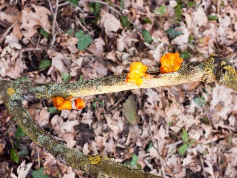 close up fungus woodland branch - Tremella mesenterica Retz. - Yellow Brain Fungus; essex; england; uk