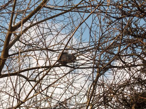 grey squirrel up in tree canopy branches eating; essex; england; uk