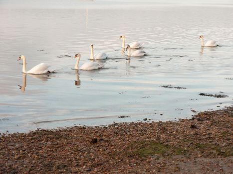 coastal water ocean scene with white mute swans family day sky; essex; england; uk