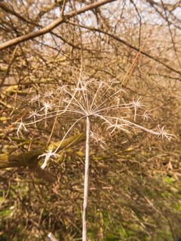 close up dead plant stem pretty arrangement nature; essex; england; uk