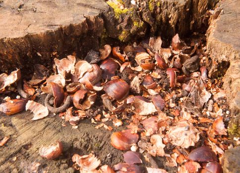 top of tree stump with broken chestnut nut shells brown arrangement nature natural; essex; england; uk