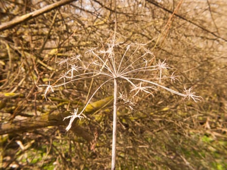 close up dead plant stem pretty arrangement nature; essex; england; uk