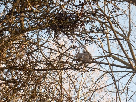 grey squirrel up in tree canopy branches eating; essex; england; uk