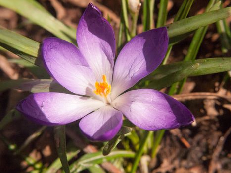 beautiful purple and orange crocus flower forest floor spring close up macro detail inside; essex; england; uk