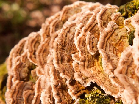 close up macro of growing bracket fungus fungi outside nature tree wood woodland; essex; england; uk